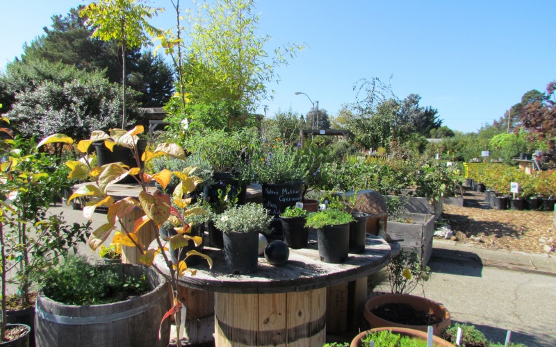 Ploughshares Nursery plants for sale