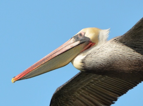 CA Brown Pelican at Seaplane Lagoon close-up