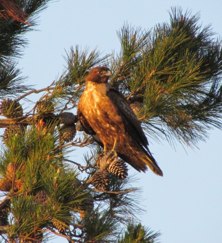Red-tailed Hawk at Enterprise Park