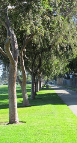 Trees at soccer field/barracks area