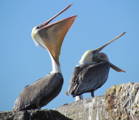 Two pelicans on Breakwater Island at Alameda Point
