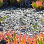 Bryant's Savannah Sparrow on Nature Reserve at Alameda Point