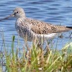 Greater Yellowlegs on Northwest Territories at Alameda Point