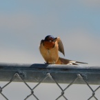 Barn Swallow at Alameda Point Seaplane Lagoon