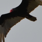Turkey Vulture on Nature Reserve at Alameda Point
