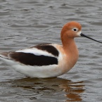 American Avocet on Nature Reserve at Alameda Point