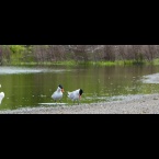 Caspian Terns and friends on Nature Reserve at Alameda Point