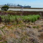 Runway Wetland on Nature Reserve at Alameda Point