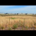 Grassland on Nature Reserve at Alameda Point - hangars in background