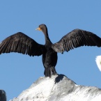 Cormorant with Brown Pelican on Breakwater Island - Alameda Point
