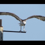 Osprey at Seaplane Lagoon - Alameda Point