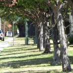 Tree-lined street in Alameda Point Collaborative neighborhood