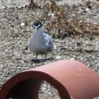California Least Tern on Nature Reserve at Alameda Point