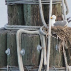 Gull nest at Seaplane Lagoon jetty