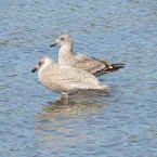Gulls at Breakwater Beach - Alameda Point