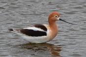 American Avocet on Nature Reserve at Alameda Point