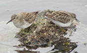 Western Sandpipers at Seaplane Lagoon - Alameda Point