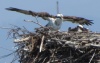 Ospreys on nest at Seaplane Lagoon breakwater