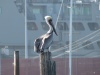 CA Brown Pelican at Seaplane Lagoon